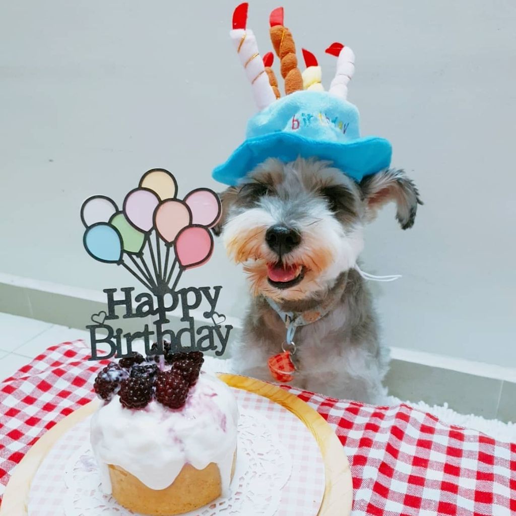 Taffy Barkery - Pupcake Mix Easy DIY dog cake