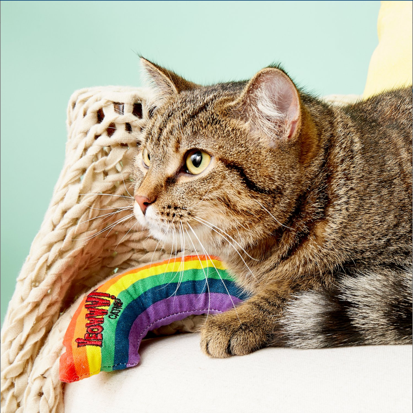 Catnip Rainbow Cat Toy