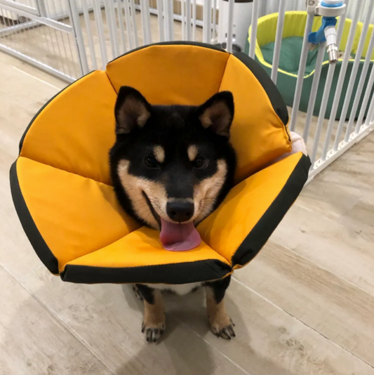 Comfy Recovery Cone